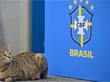 La selección de Brasil, multada por maltrato animal