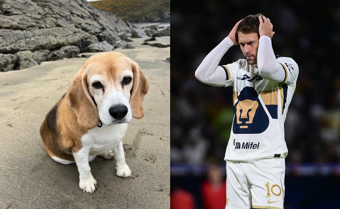 La familia del futbolista ofrece una recompensa por quien devuelva a Halo, su perrita | FOTO: @aaronramsey/Imago7