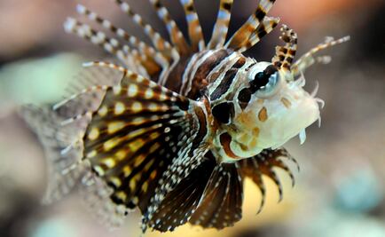 Estudian los genes del pez cebra para entender el cuerpo humano