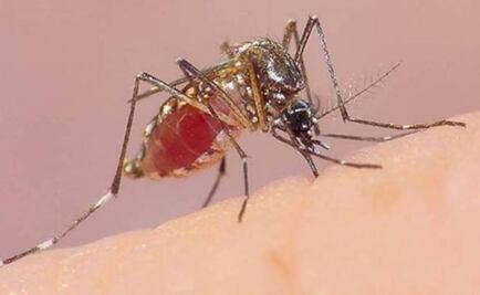 OMS recomienda la primera vacuna contra el dengue, cuya transmisión crece en Latinoamérica