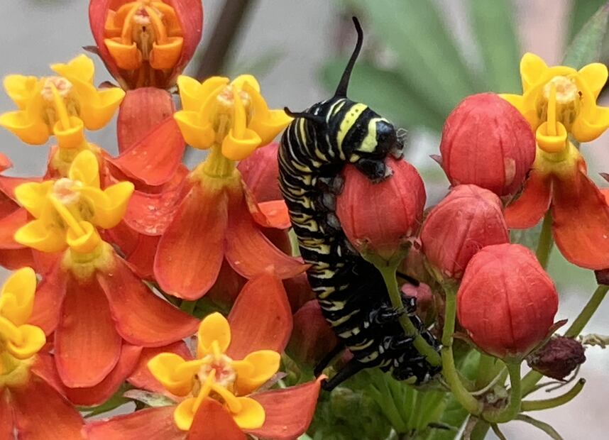 9.	Oruga comiendo cima de flores. (©Omar Vidal)