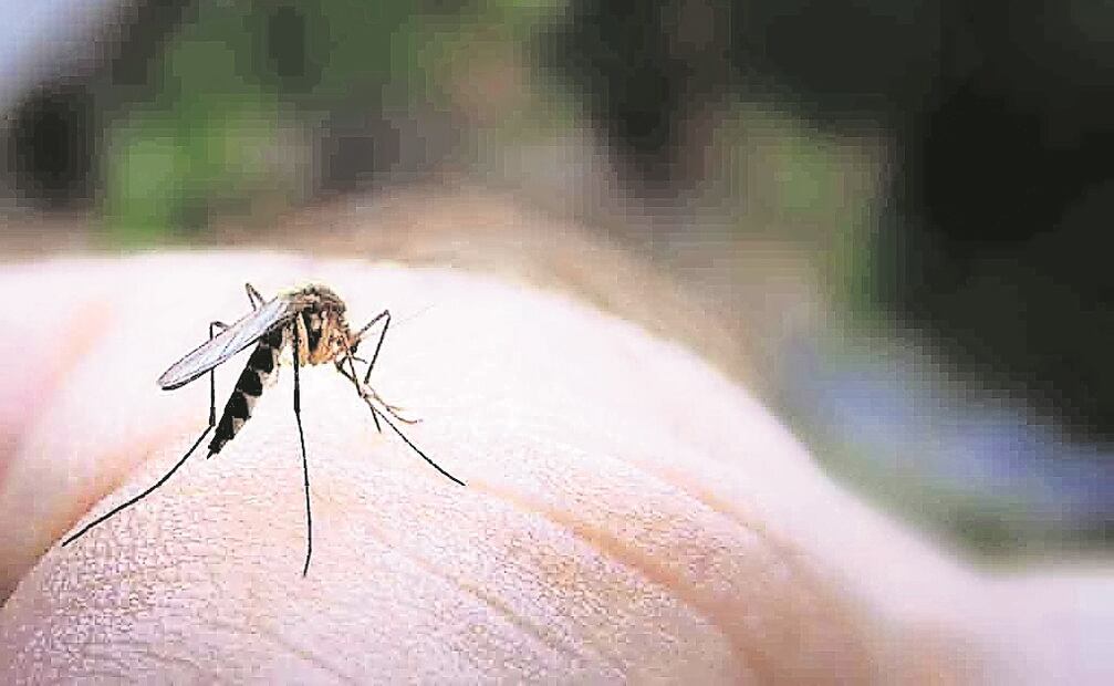 El zika es un virus que se transmite por la picadura de mosquitos vectores del género Aedes. (FOTO: Archivo/EL UNIVERSAL )