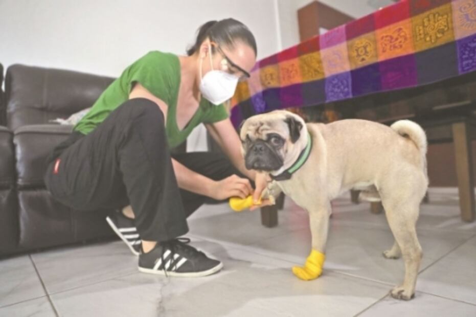 Este es Harley... ¡el perro terapeuta!