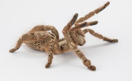 Veneno de araña, útil para tratar un tipo de epilepsia infantil