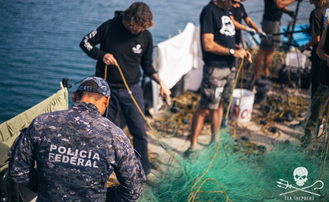 Sea Shepherd has retrieved over 1,000 pieces of illegal fishing gear from the Upper Gulf of California, saving the lives of over 3,900 animals - Photo: Taken from Sea Shepherd’s Twitter account