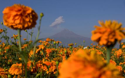 ¿Conoces la leyenda de la flor de cempasúchil?
