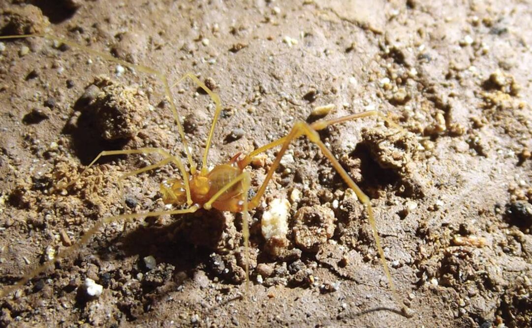 Es una Iandumoema smeagol, una nueva especie de la orden de los opiliones. Foto: ZooKeys