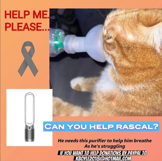 Gato. Fuente: Instagram @a_ginger_cat_named_rascal