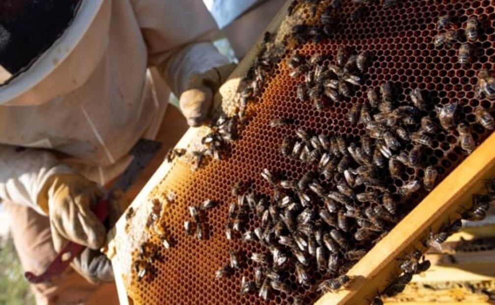 Detectan compuestos radiactivos en miel de abeja de EU a más de 50 años de lluvia nuclear