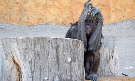 Estudio revela que los chimpancés también sufren trastornos mentales como ansiedad y depresión