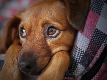 Francia prohíbe la venta de perros y gatos en tiendas de animales: "no son juguetes" afirman