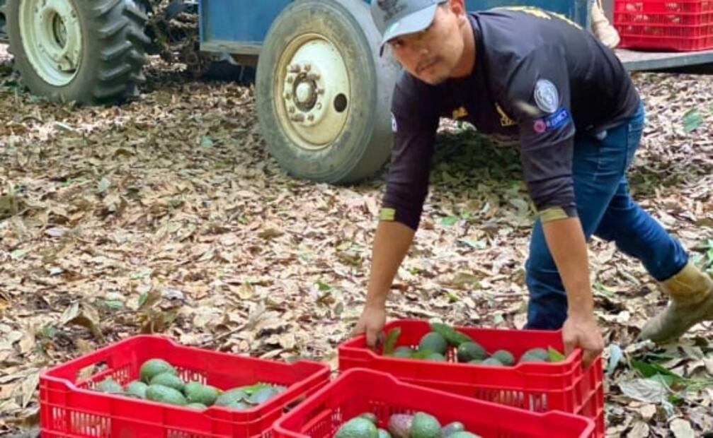 Reanudan corte y exportación de aguacate michoacano a Estados Unidos 