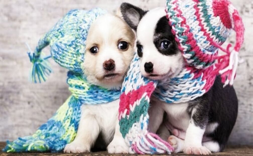 La moda de vestir perros en los años 20