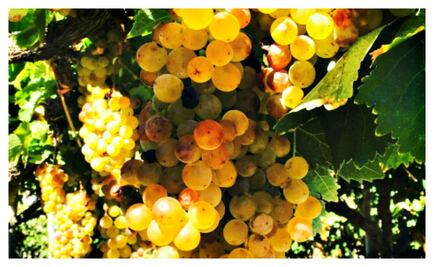 Argentina también sabe a la Torrontés