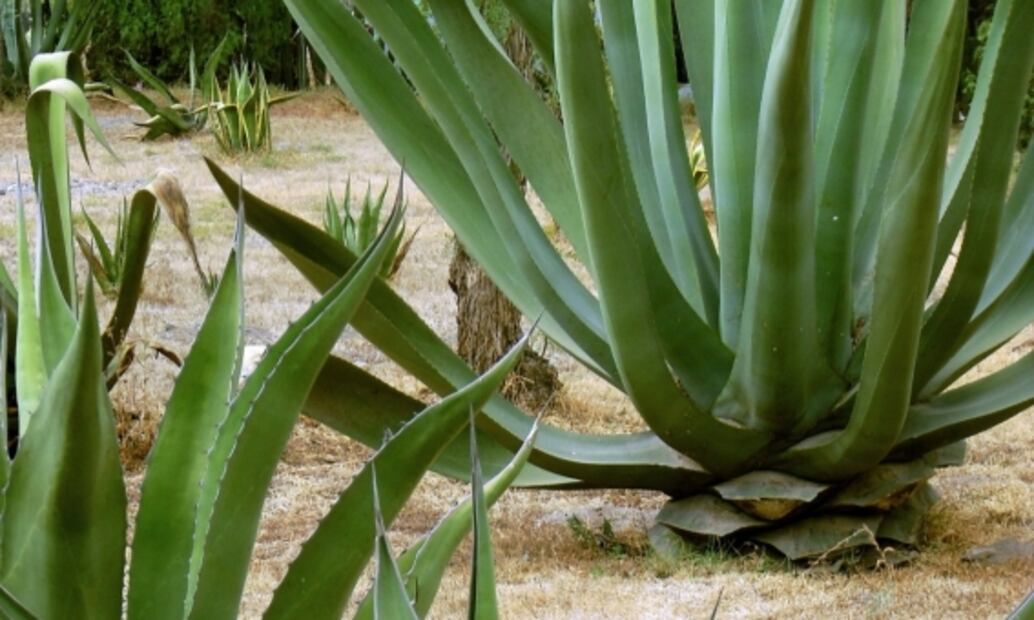 Échate un pulque curado en la Feria de las Pulquerías de la CDMX