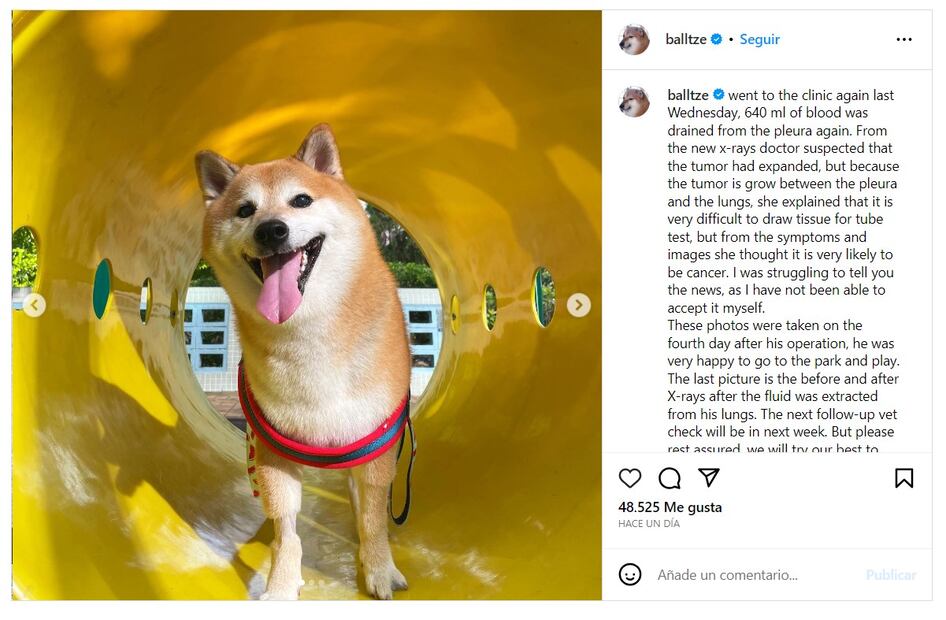 La dueña de Cheems compartió cómo se enteró del diagnóstico. Foto: Instagram