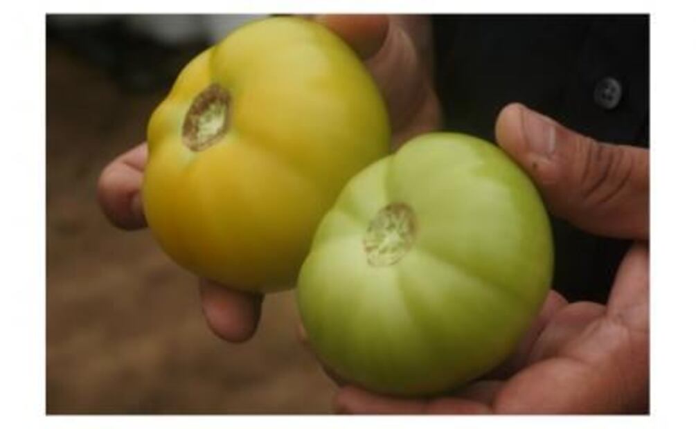 ¿Sabes qué se cultiva en Baja California?