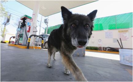 Adoptan a perrita en gasolinera de Toluca; “parece sonreír cuando la apapachan”: FOTOS