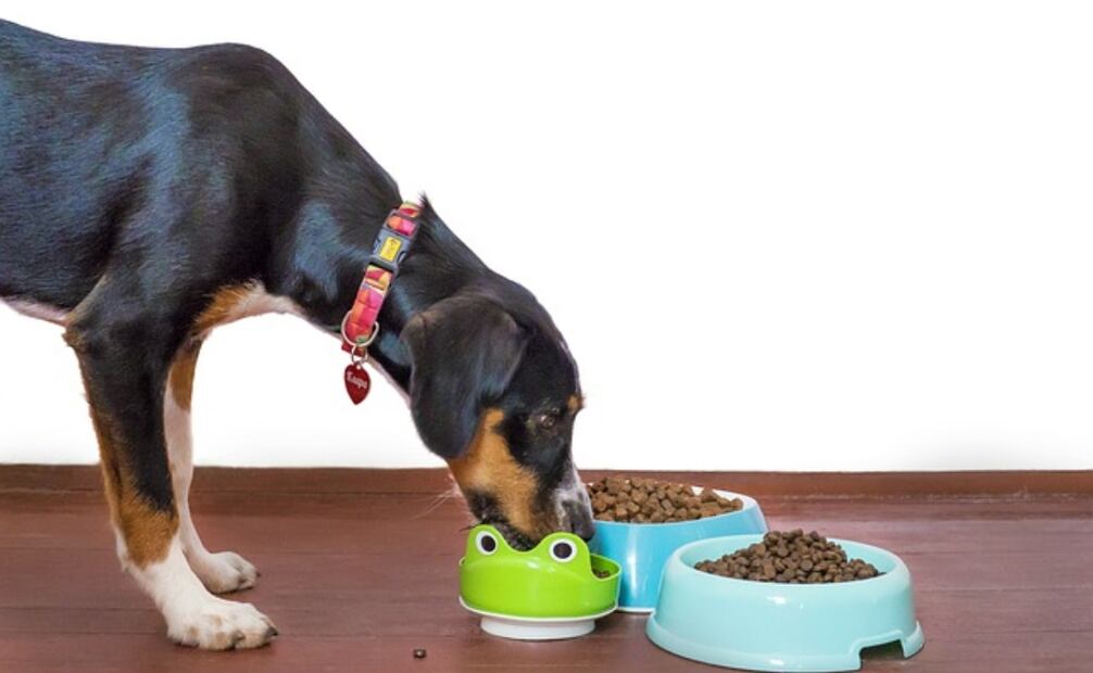 Perro. Foto: Pixabay