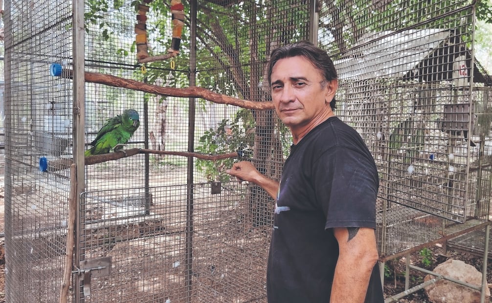 Durante seis meses los ciudadanos de Mérida realizaron un total de mil 597 avistamientos de loros, en un ejercicio de ciencia ciudadana único en todo el país. Fotos: de Yazmín Rodríguez