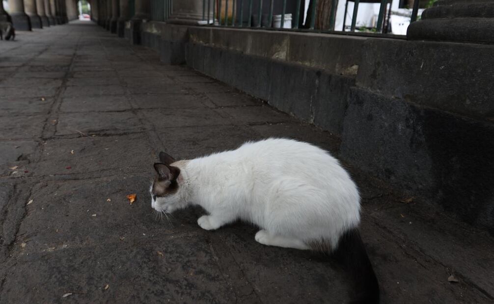 En un primer conteo, dos años atrás, la población de gatos era de 30, de los cuales 27 pudieron esterilizarse; actualmente, suman 40. Foto: Iván Chávez / EL UNIVERSAL