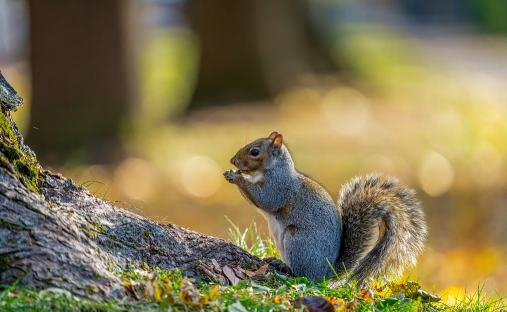 ¿Qué pueden comer las ardillas? Foto: Canva
