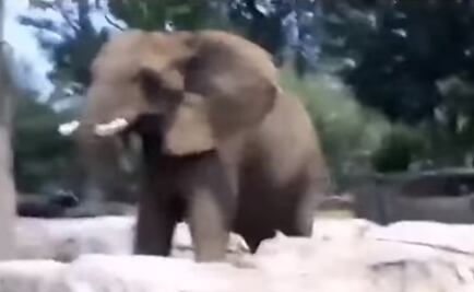 Graban reacción de elefanta Ely durante sismo del 19-S