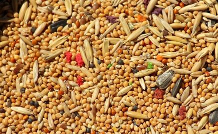 El cereal integral que baja los niveles de colesterol y es fácil de incluir en tu dieta