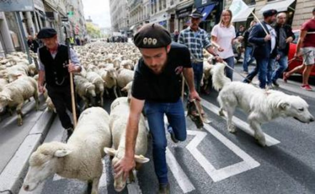 Protestan contra los lobos con miles de ovejas en Lyon, Francia