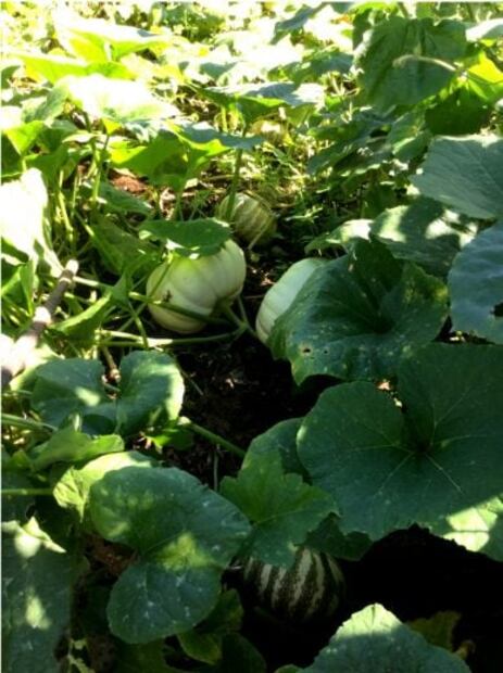 ¿Cuántos tipos de calabaza conoces?, es nuestro ingrediente favorito de temporada