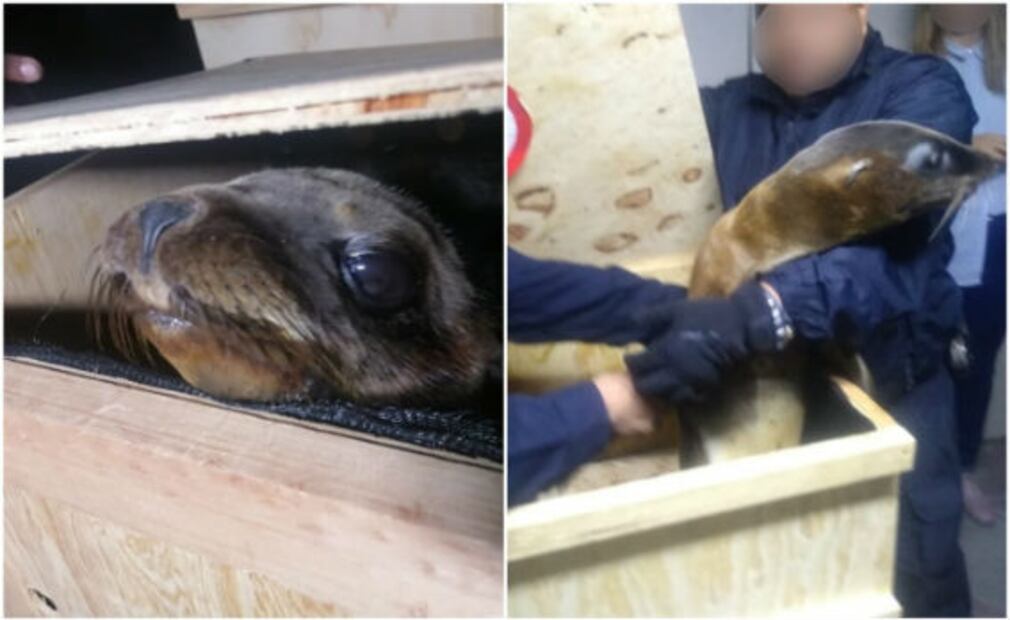 Lobos marinos asegurados en CDMX son llevados a Chapultepec 