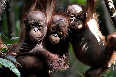 Descuartizan y se comen a orangután en Indonesia