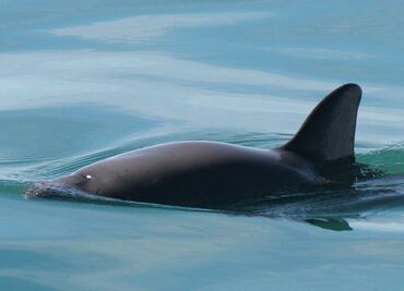 Amplían área de protección de la vaquita marina en Alto Golfo