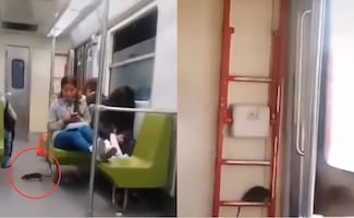 ¿Ratatouille eres tú? Captan a enorme rata en vagón del metro de la CDMX; higiene preocupa a usuarios