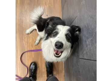 “Nadie me sabe decir en dónde está”, pasajera denuncia que Aeroméxico extravió a su perrito Kobe