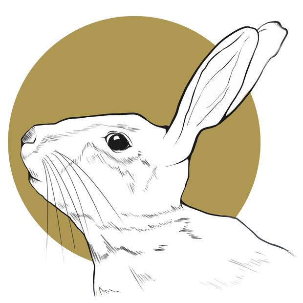 CONEJO
Nombre científico: Oryctolagus cuniculus.
Habitaen praderas secas, cubiertas por matorrales.
Construye madrigueras. Opta por el suelo arenoso.
Especies: Liebre de cola negra, conejo de monte y el teporingo.
Presente: Nevado de Toluca y bosques de coníferas y encinos.
Alimento: Vegetales, pastos, plantas herbáceas, cultivos humanos, flores y frutos.