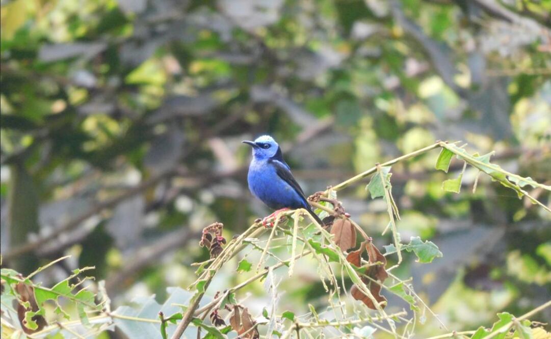 El Visor presenta imágenes que son captadas mediante cámaras trampa o durante recorridos de monitoreo. Foto: CONANP