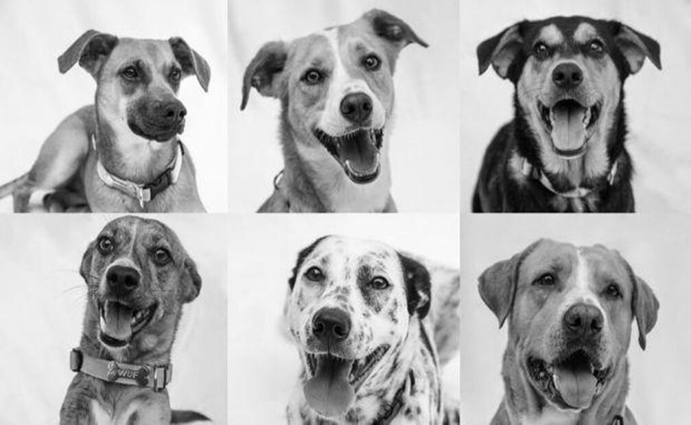 Wuf te permite adoptar de manera segura y sencilla perros que han sido rescatados de las calles (Foto: Wuf.pe)