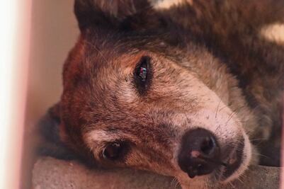 Diputados proponen que haya guarderías para mascotas en la CDMX