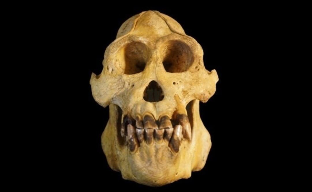 Foto: NATER ET AL. vía Europa Press