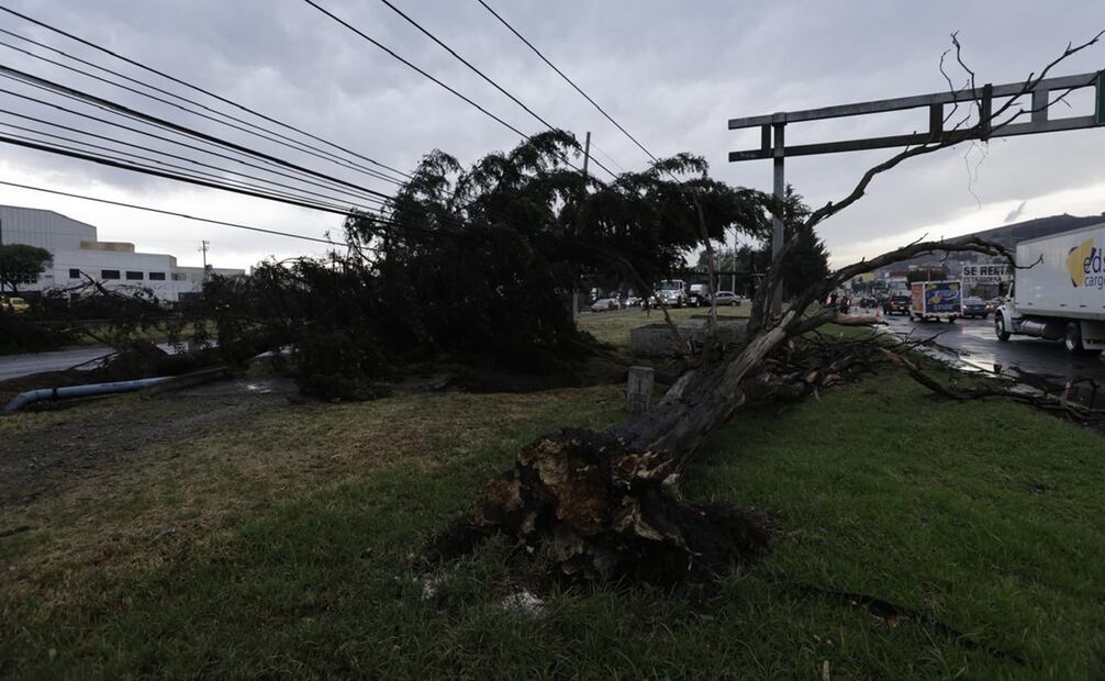 Debido a una tromba con lluvia atípica, fuertes vientos derribaron árboles. Foto: Jorge Alvarado / EL UNIVERSAL