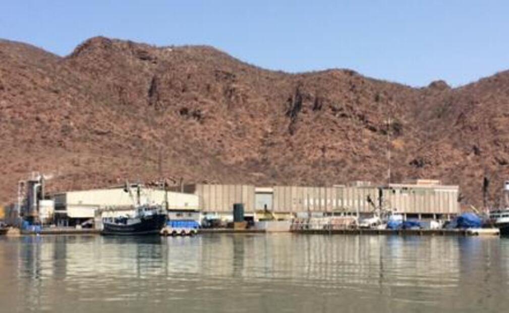 Sardineras contaminan el Mar de Cortés