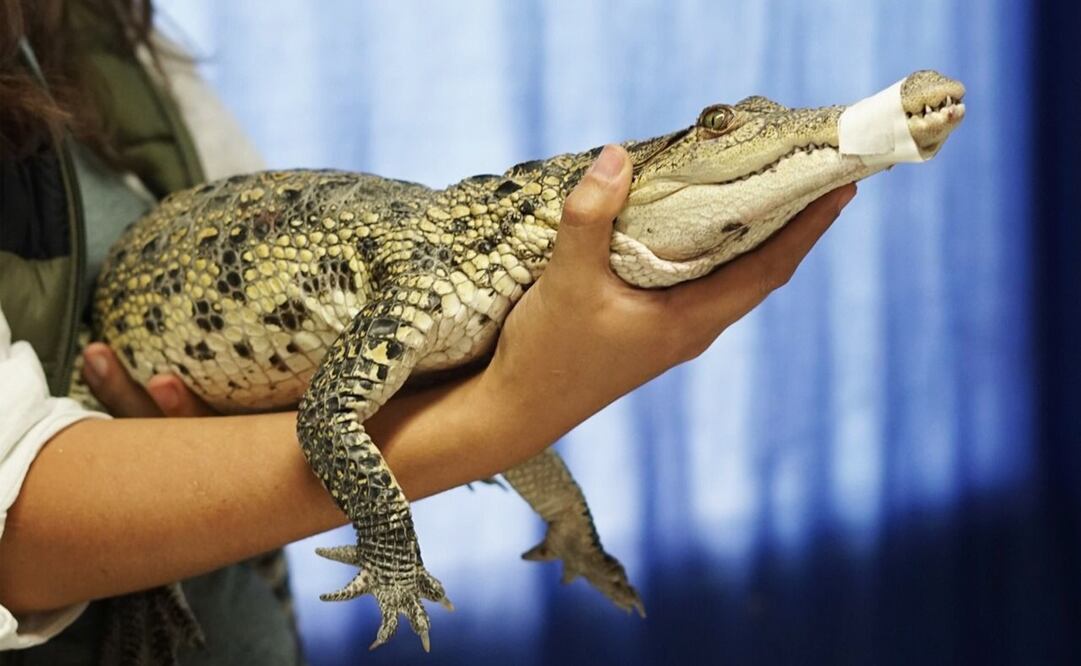 El cocodrilo de pantano continuará bajo vigilancia del personal médico veterinario. Foto: Especial