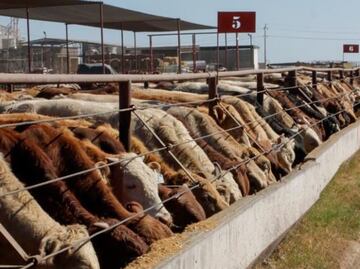 Detectan primer caso de gusano barrenador al oriente de Yucatán; ganaderos continuarán desparasitando al ganado