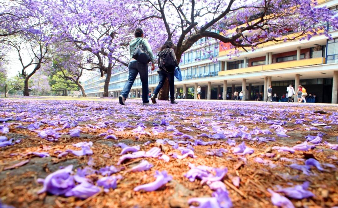 Japan’s foreign minister asked the Japanese immigrant Tatsugoro Matsumoto for advice on the feasibility of planting cherry trees in the Valley of Mexico - Photo: File photo/EL UNIVERSAL