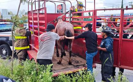 Policías de Tultitlán capturan a hombre acusado de maltrato animal; yegua fue llevada de urgencia a Facultad de Veterinaria de la UNAM