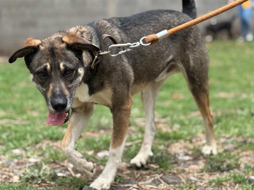 En este espacio se encuentran 46 perritos esperando una oportunidad para tener una familia y un hogar. (Foto: especial)