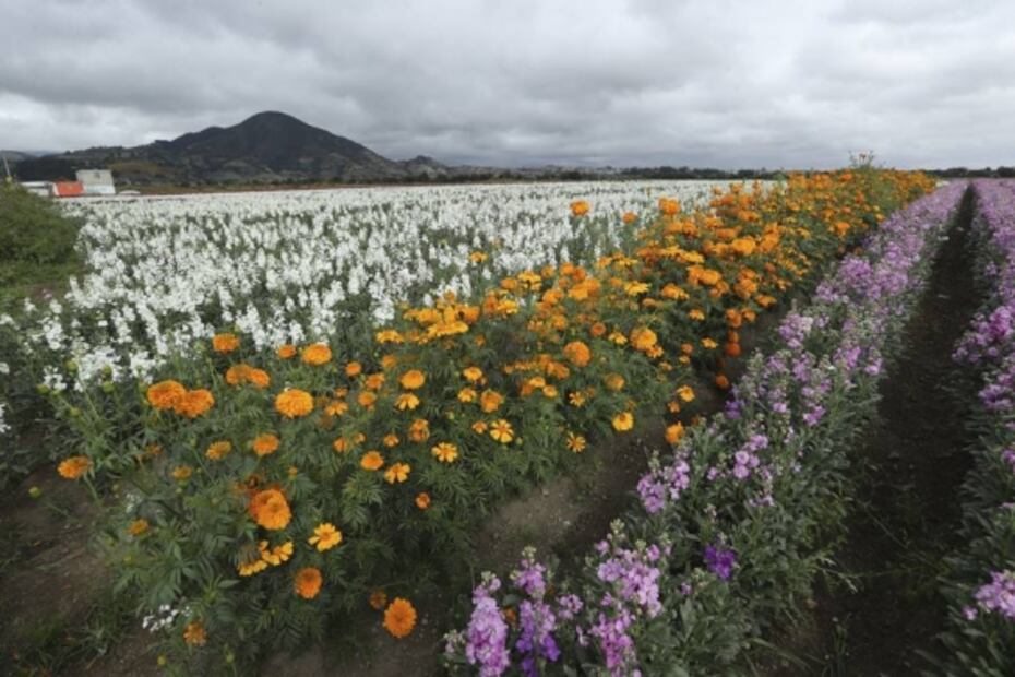 Productores de cempasúchil en el Edomex limitan su producción 