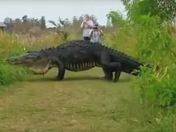 Video. Enorme cocodrilo cruza sendero en EU