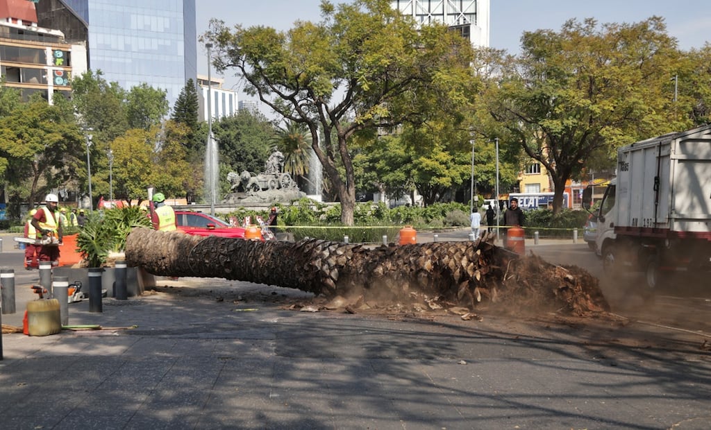 Trabajadores del Gobierno de la CDMX derriban palmeras enfermas o muertas en pie a causa de hongos y en su lugar plantan árboles de especies nativas del Valle de México, el 2 de diciembre de 2025. Foto: Carlos Mejía/EL UNIVERSAL